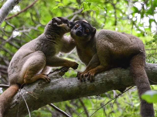 Lemur de Madagascar